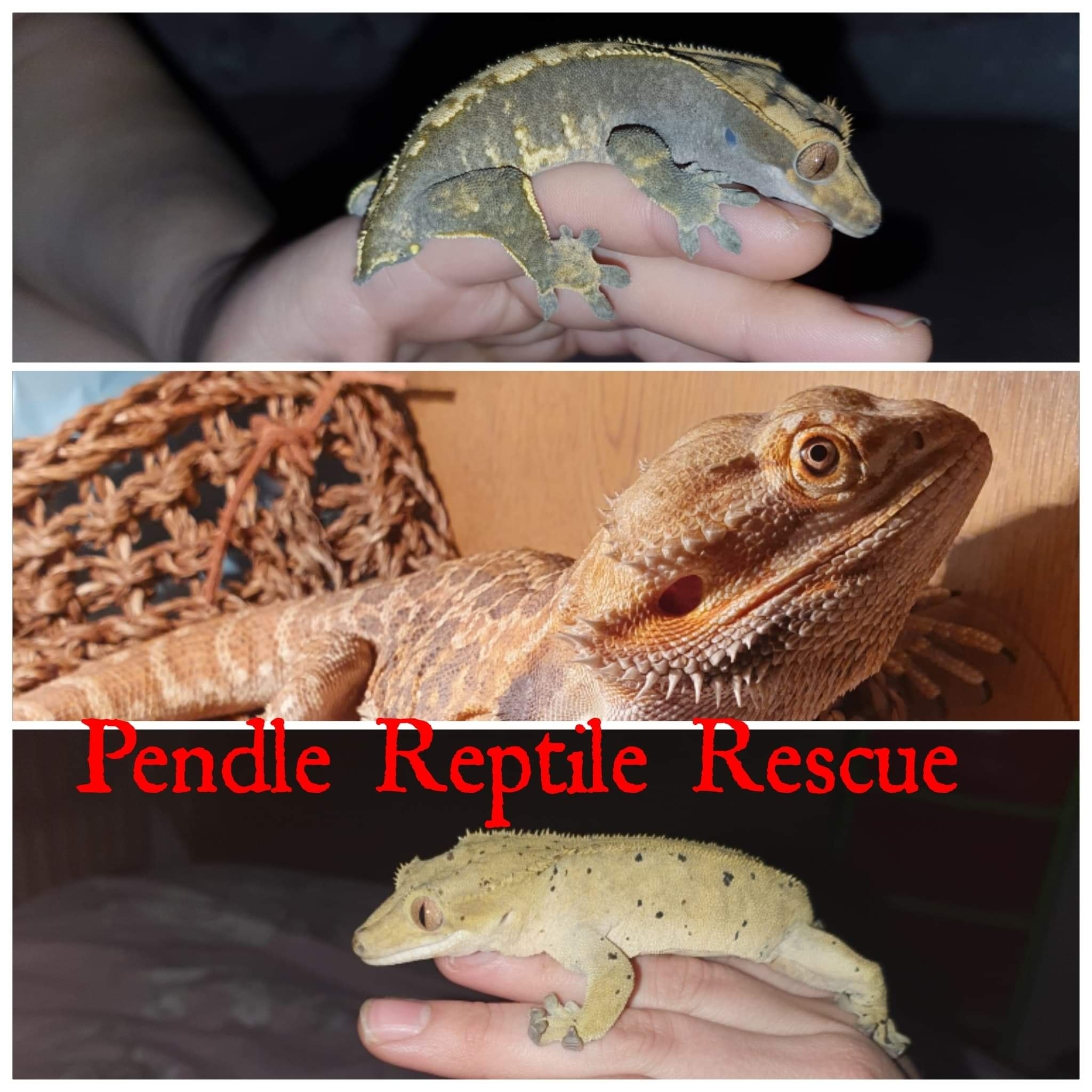 Pendle Reptile and Rodent Rescue | Barnoldswick