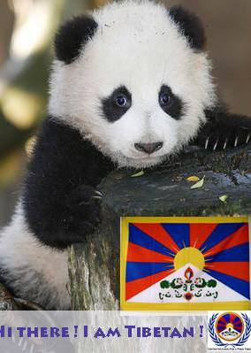 Pandas are from Tibet