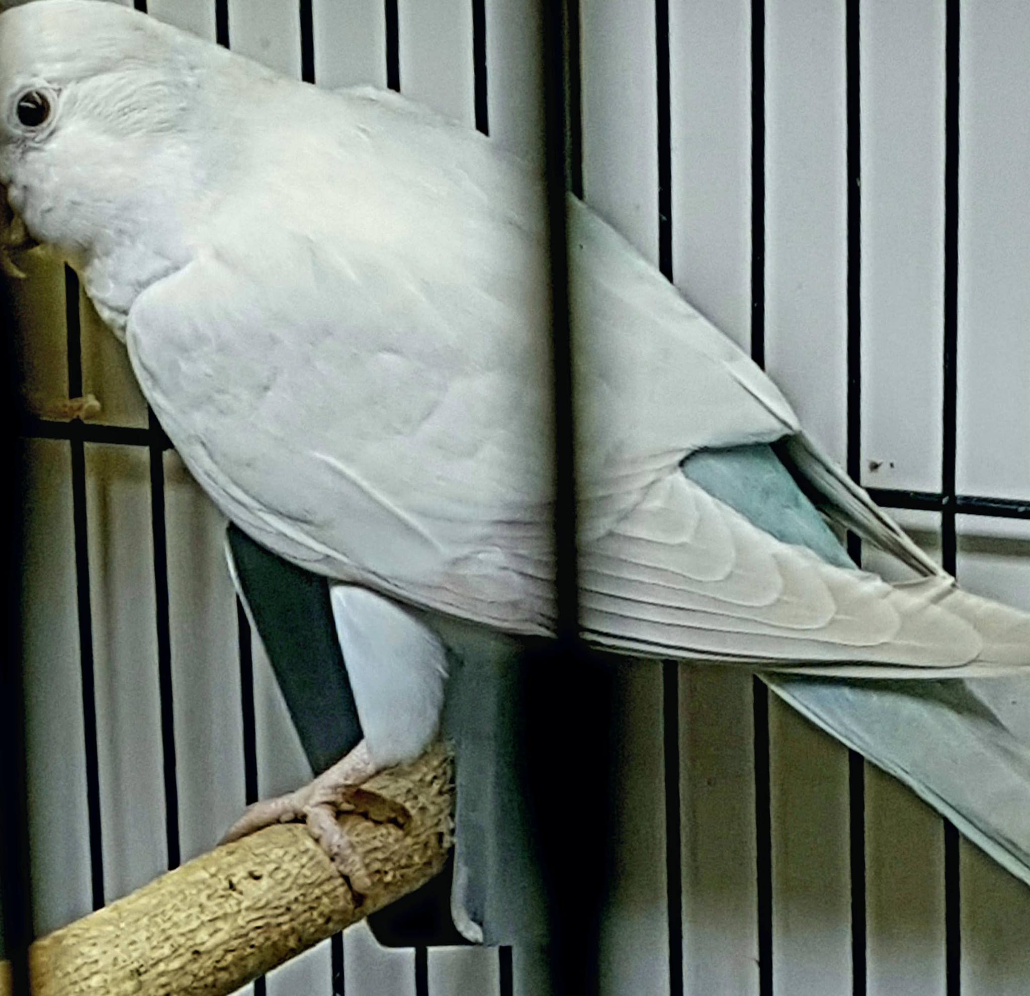 Quaker Parrot Mutations