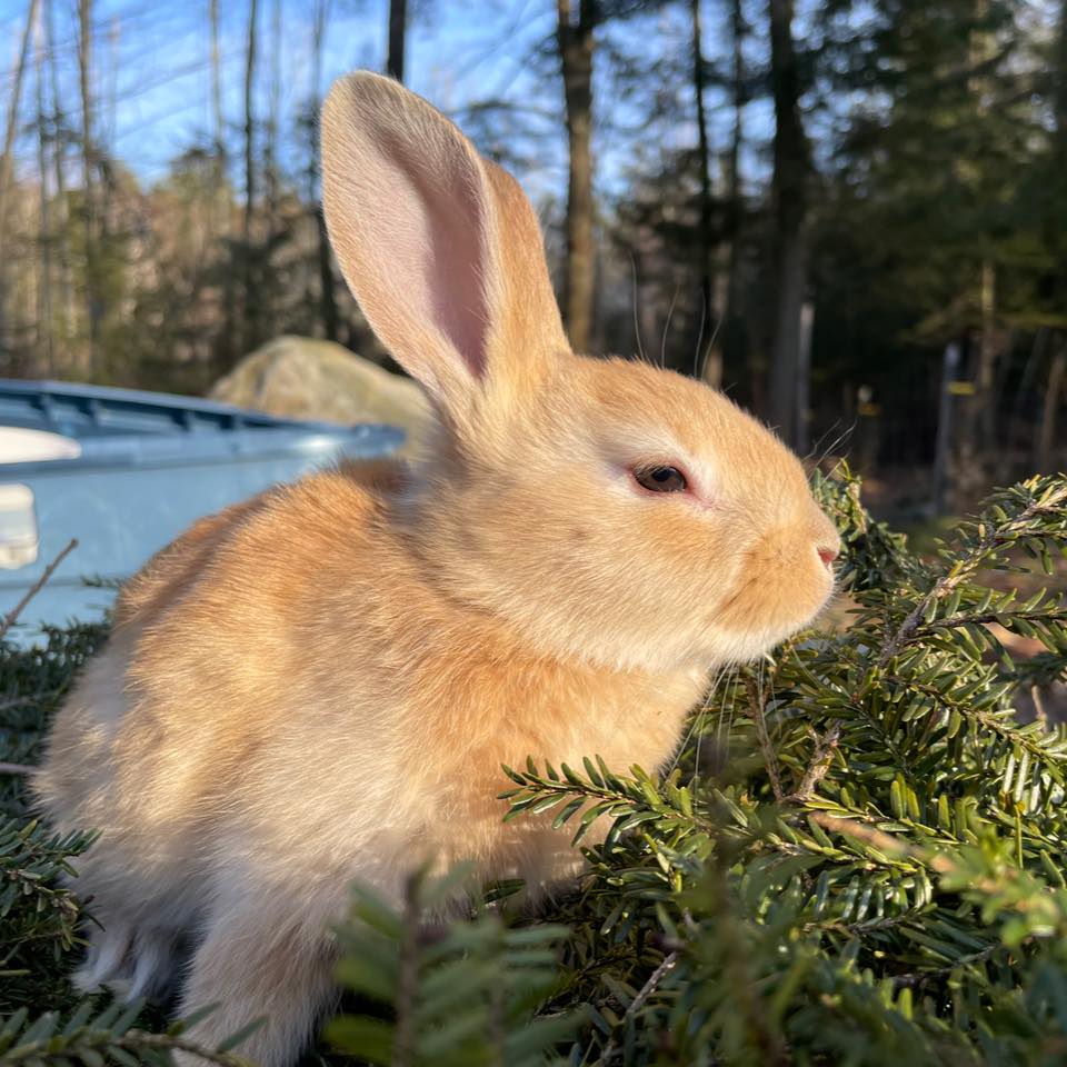 Rabbits In New Hampshire Remarkable Rabbits Preview
