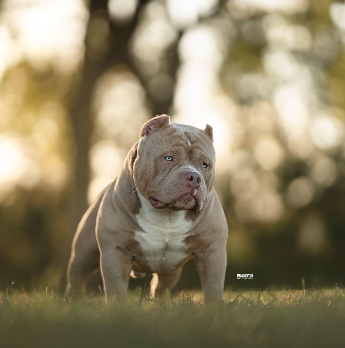 They get good exercise this way | Resurrection Bullies