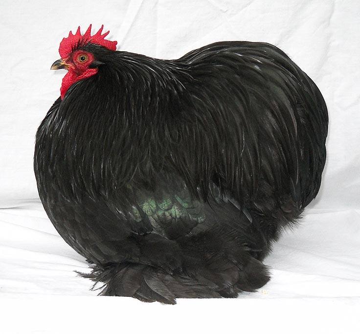 Golden Feather Farm