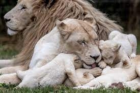 Lion Fur Color