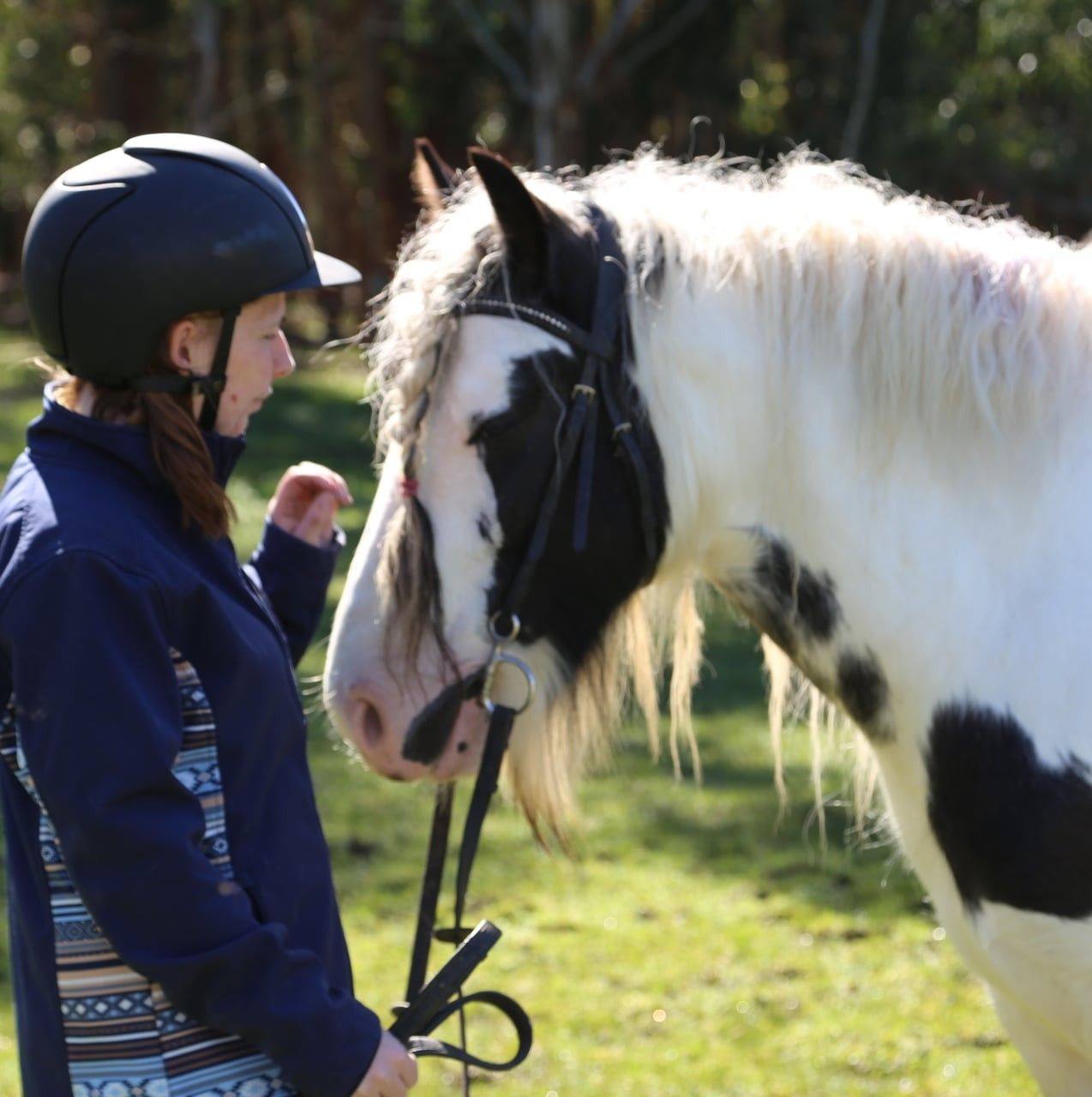 Horse Floats and Goosenecks for sale Australia | Wanted to buy a 2 ...