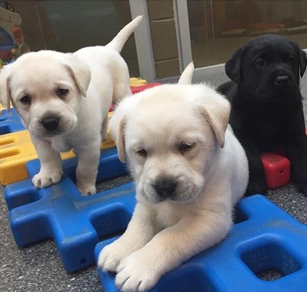 Ohio Purebred Labrador Puppies For Rehoming