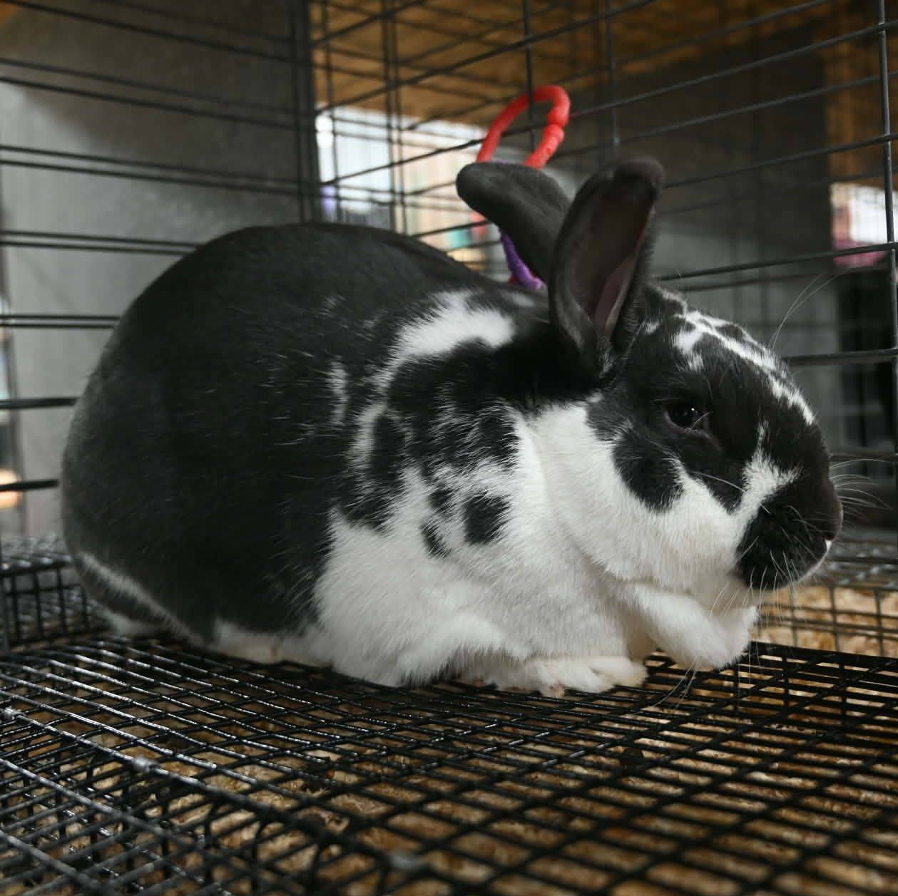 Blood, Sweat, and Tears Rabbit Club
