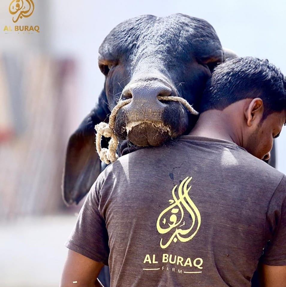 Al Buraq Farms | Karachi