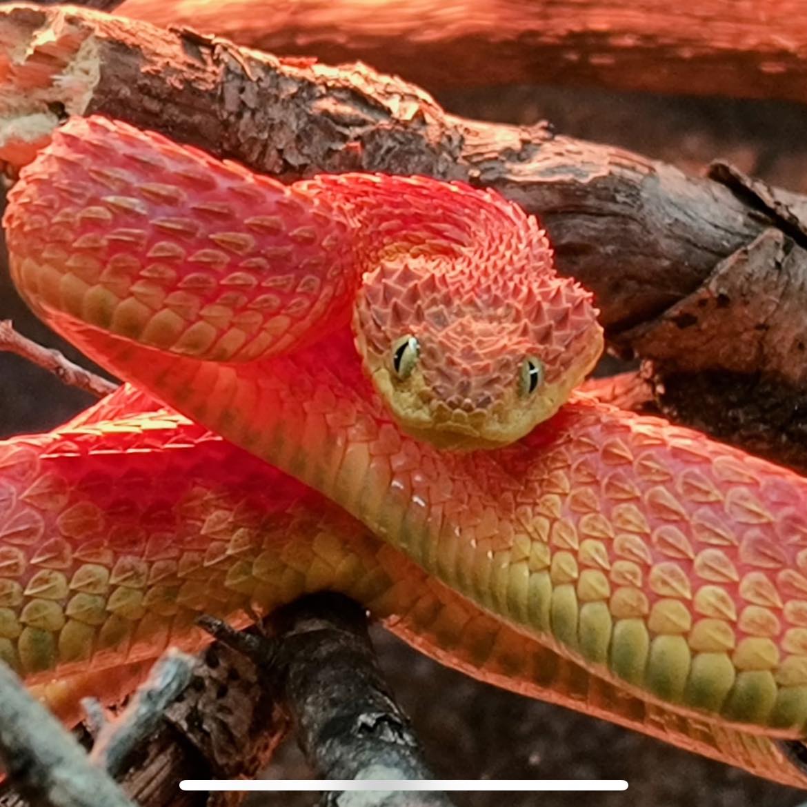 Here is an awesome long video of what a natural western diamondback ...