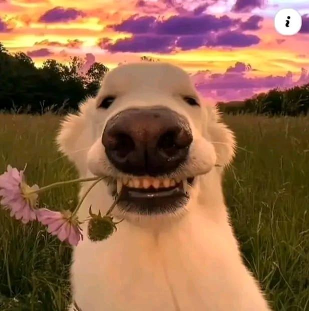 S ʊ ɮ ɨ ռ