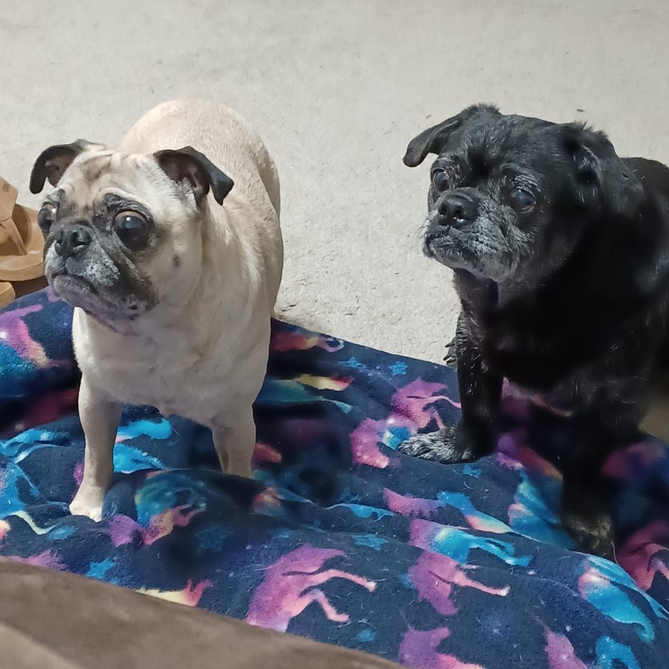 House of Pug-Weenie