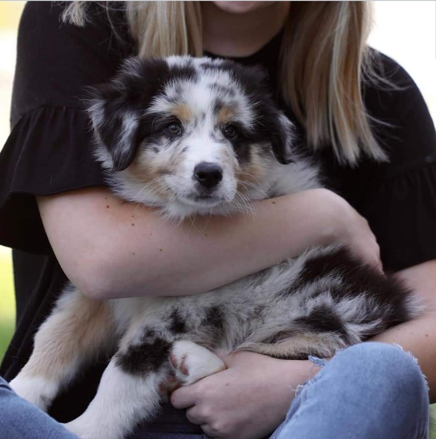 Australian Shepherd Puppies For Adoption