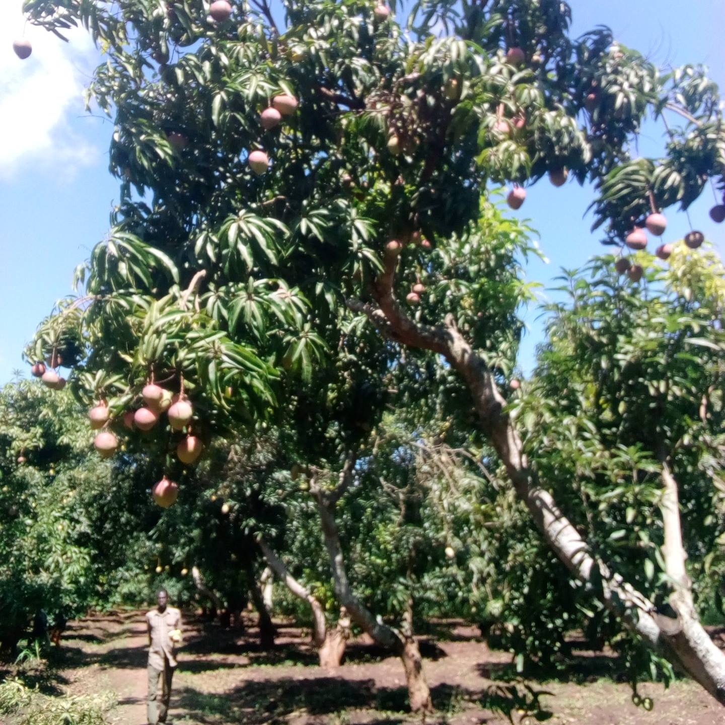 Minani Fruit Tubers Project