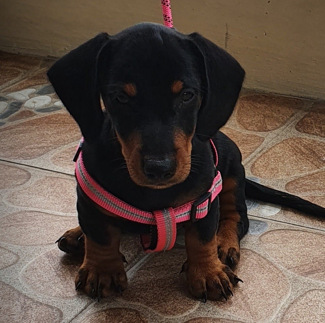 Roje