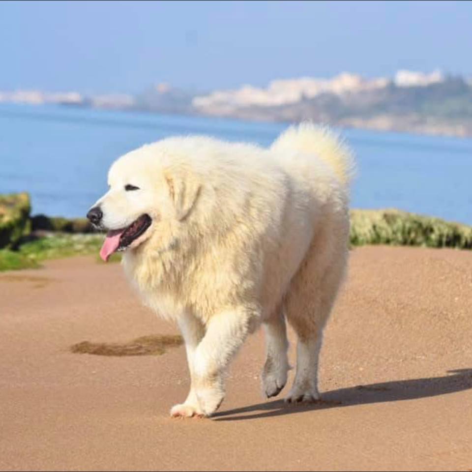 Cane da Pastore Maremmano Abruzzese
