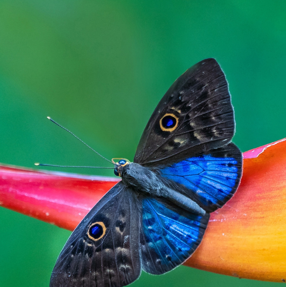 Hawaiʻi ʻamakihi flitting about in pilo bliss. ʻAmakihi are one of the ...