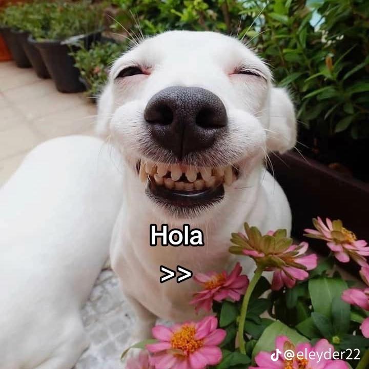 Que risa jaja