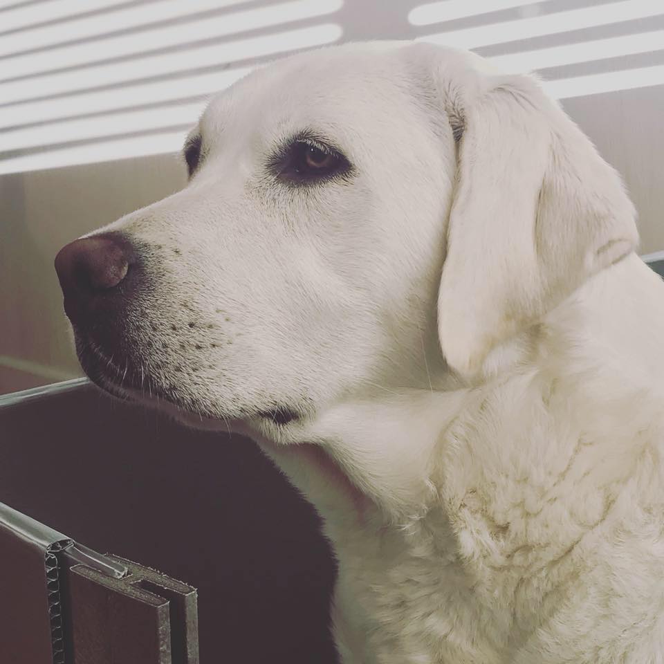 True North Labradors