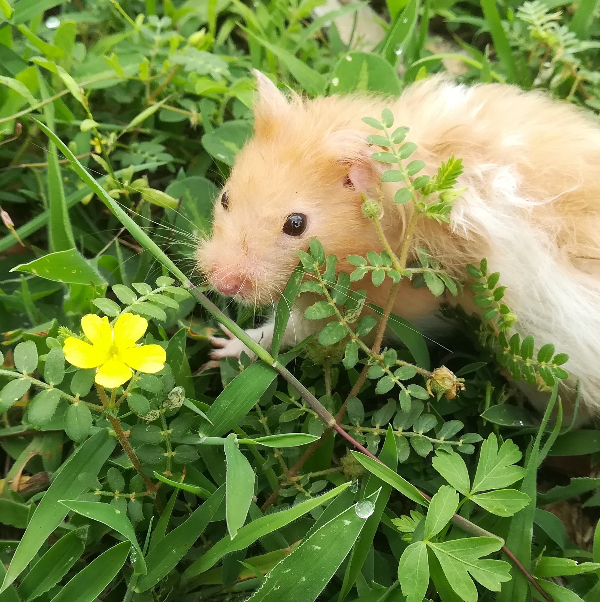Hamster Farm CBE | Coimbatore
