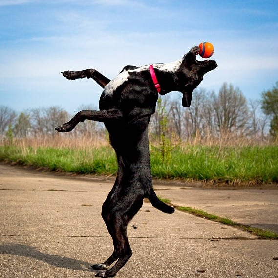 Catch and Fetch
