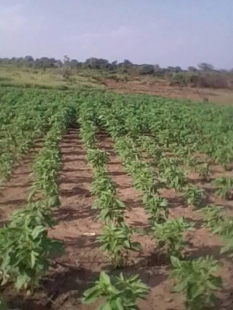 Rungungu Rufiji Kwetu Sega Staa