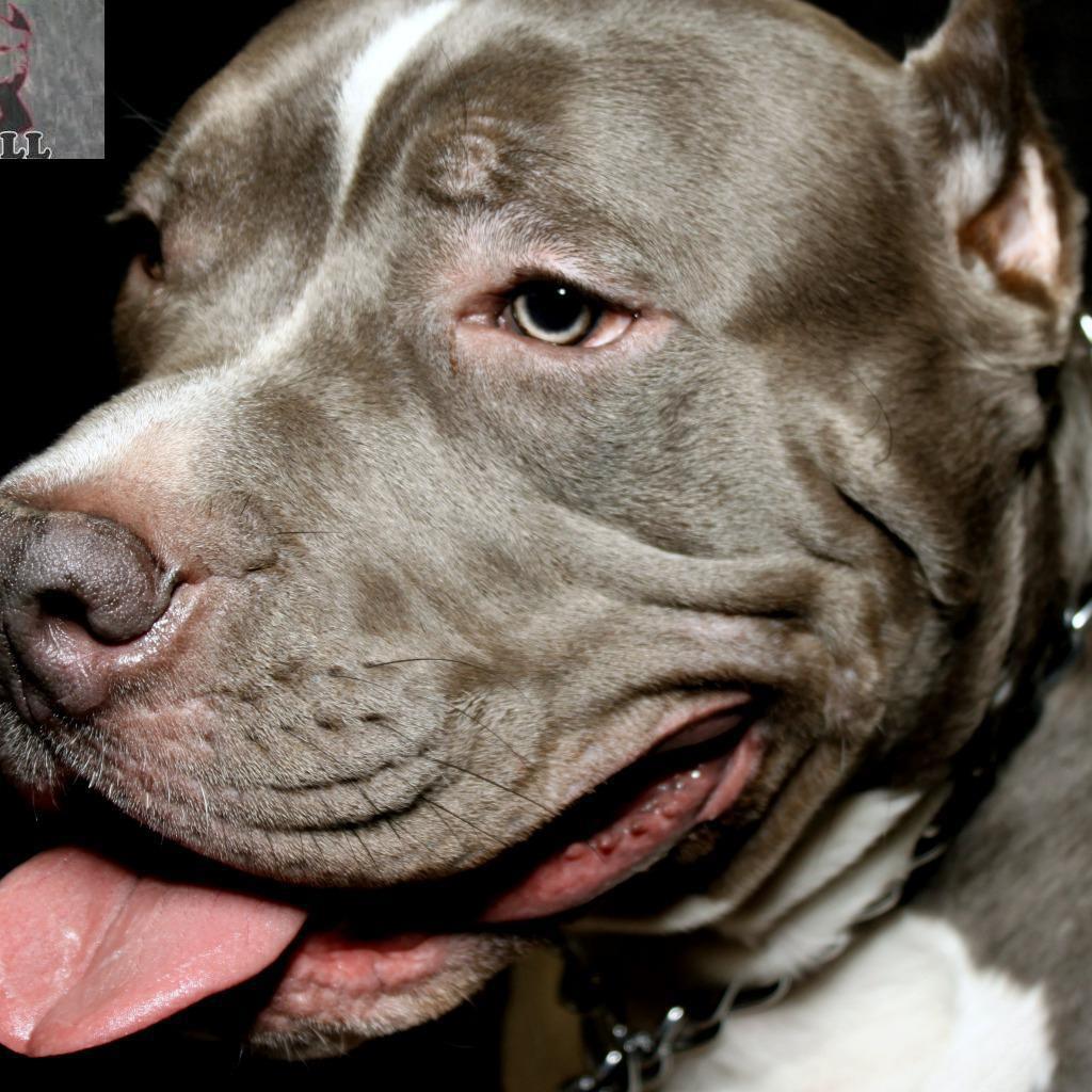 Pitbull Severler - anne ve baba merle colour bu yavruda erkek mavi ...