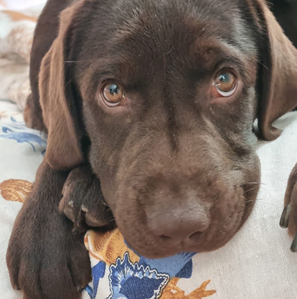 Labrador