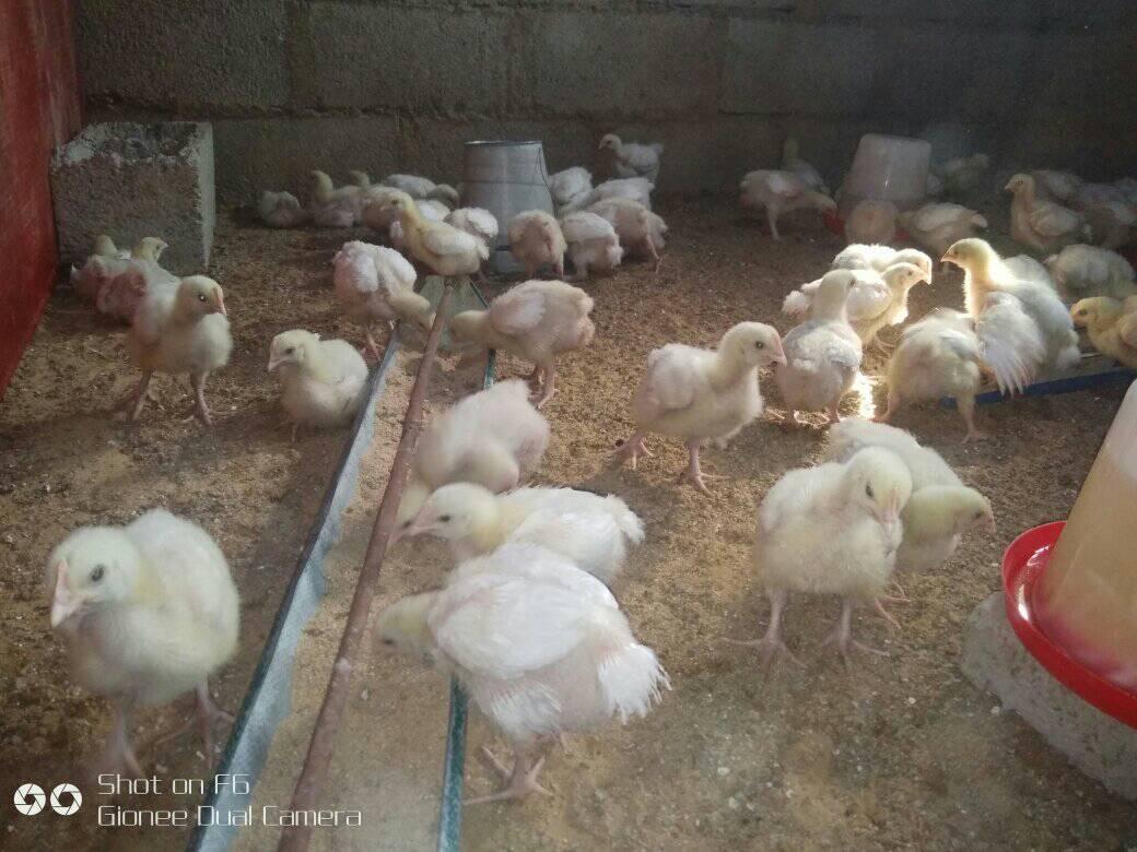 RABOZ FARMZ | Abuja