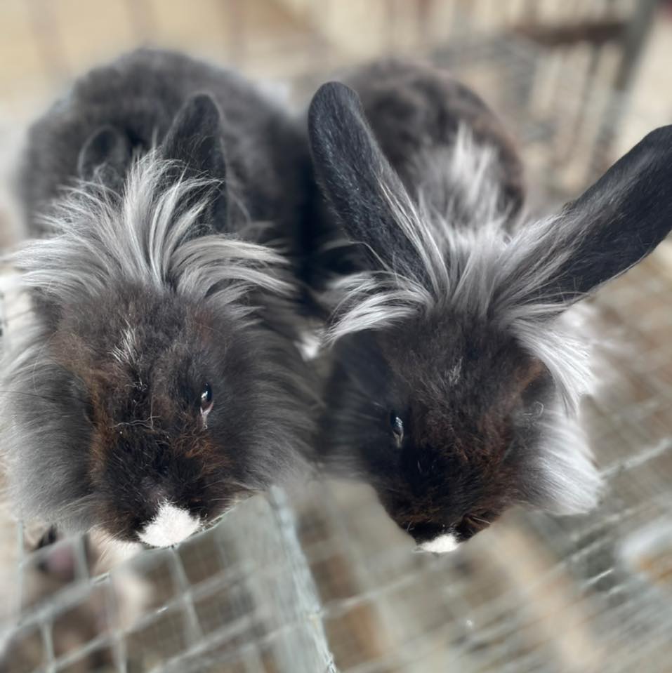Asher Jan’s Bunny Ranch