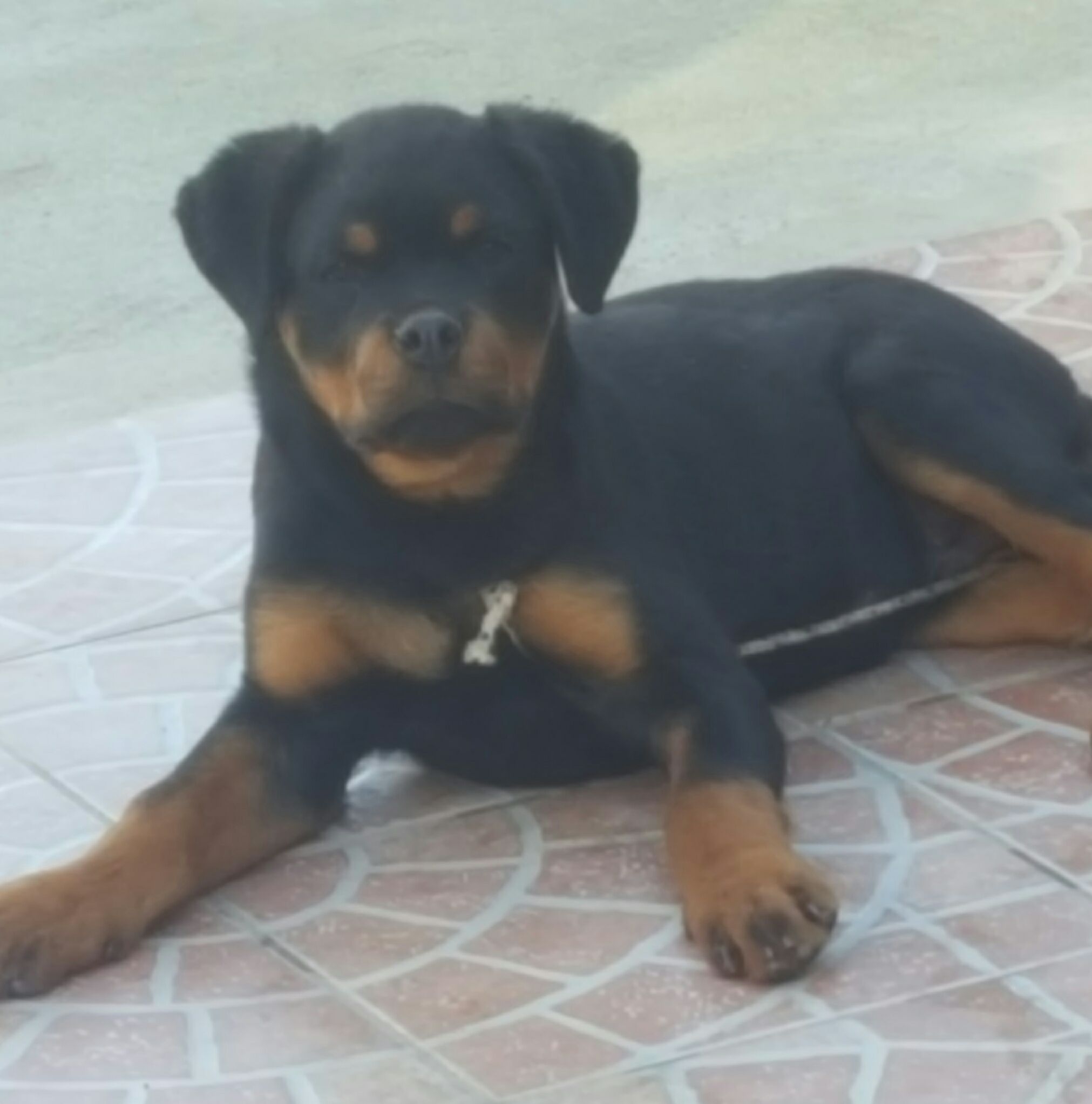 Rottweiler Iron Royal Warriors