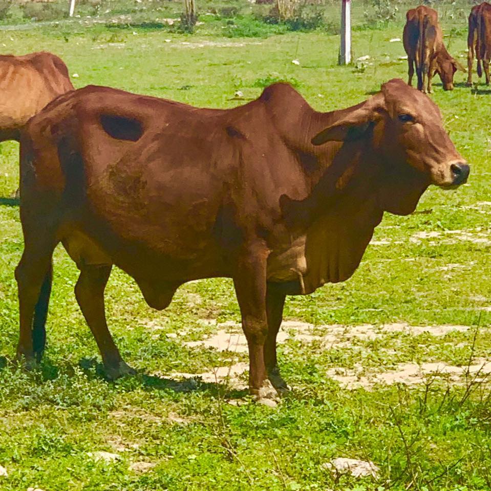 SS Breeding Farm