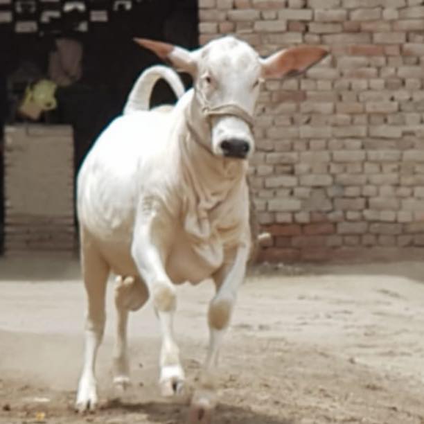Raja Fidda Cattle Form Abid Ghotki