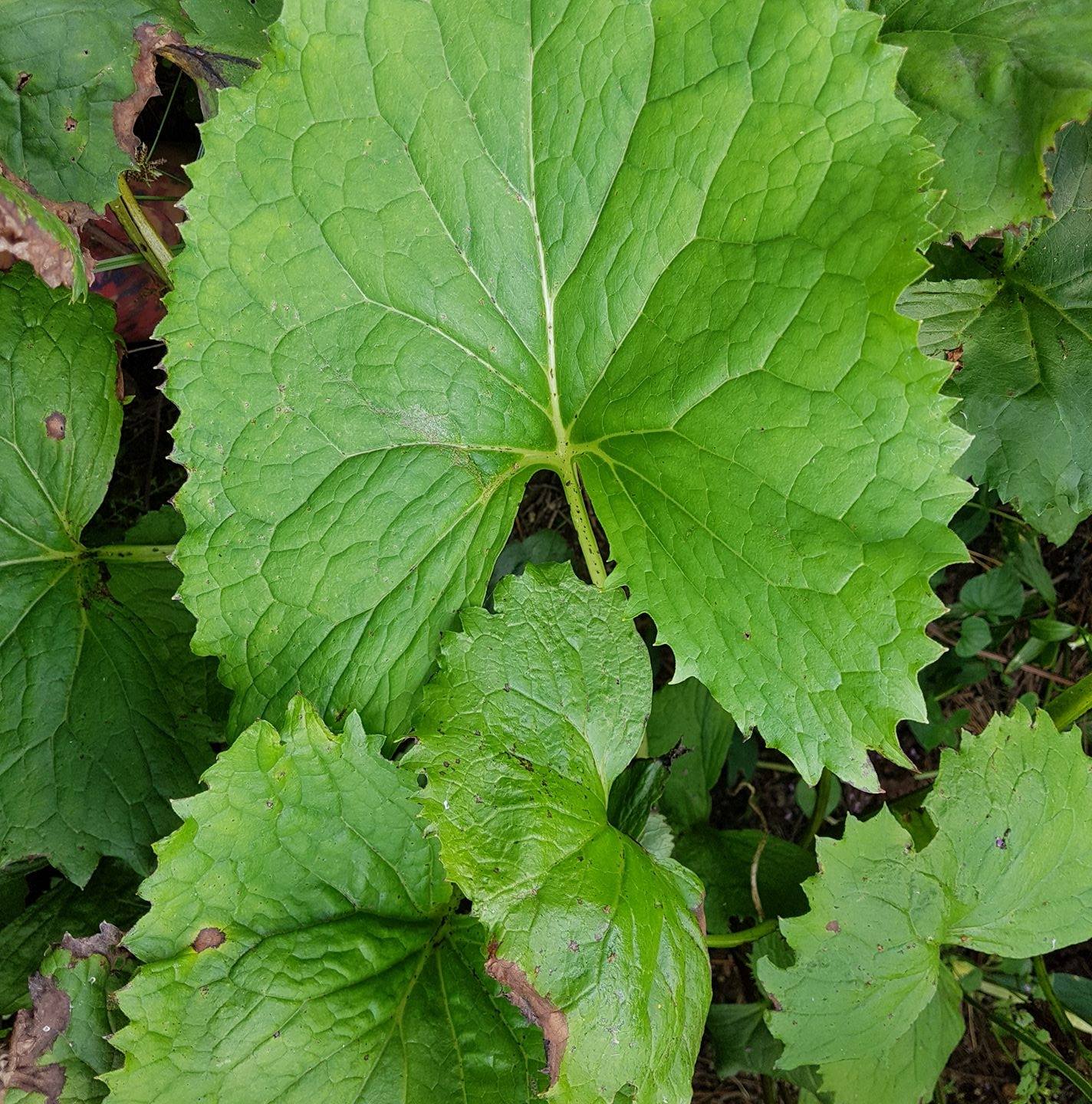 양구산골곰취농장 | Yanggu