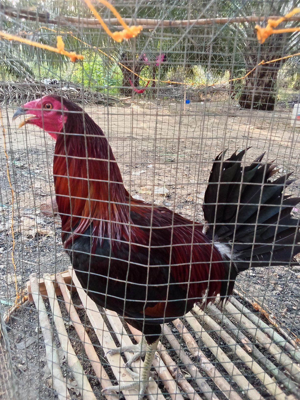 Ayam terlihat sehat bukan Berarti bebas Dr cacing ayam #fyp # ...