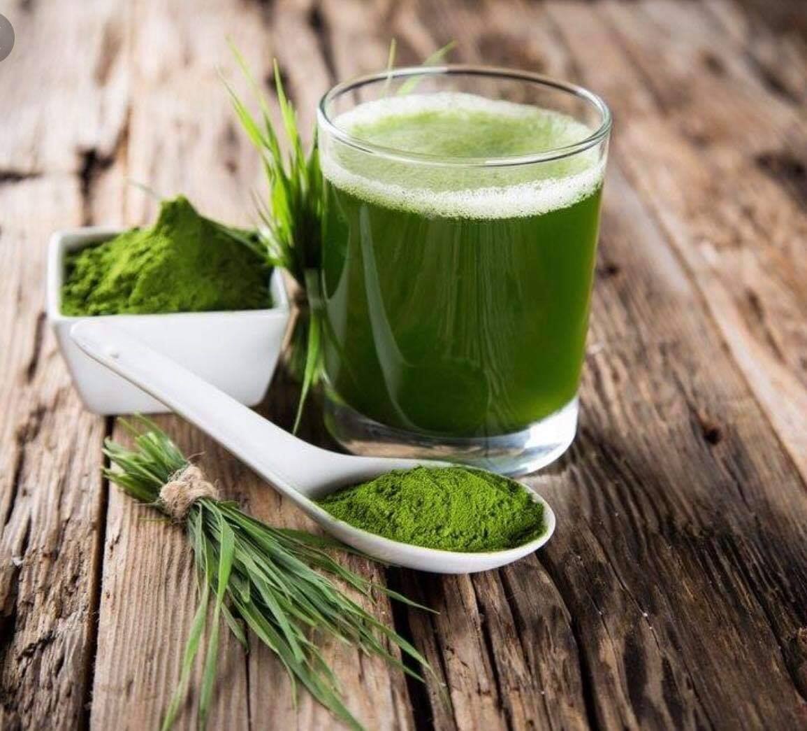 Wheat Grass | Rangoon Ahlone