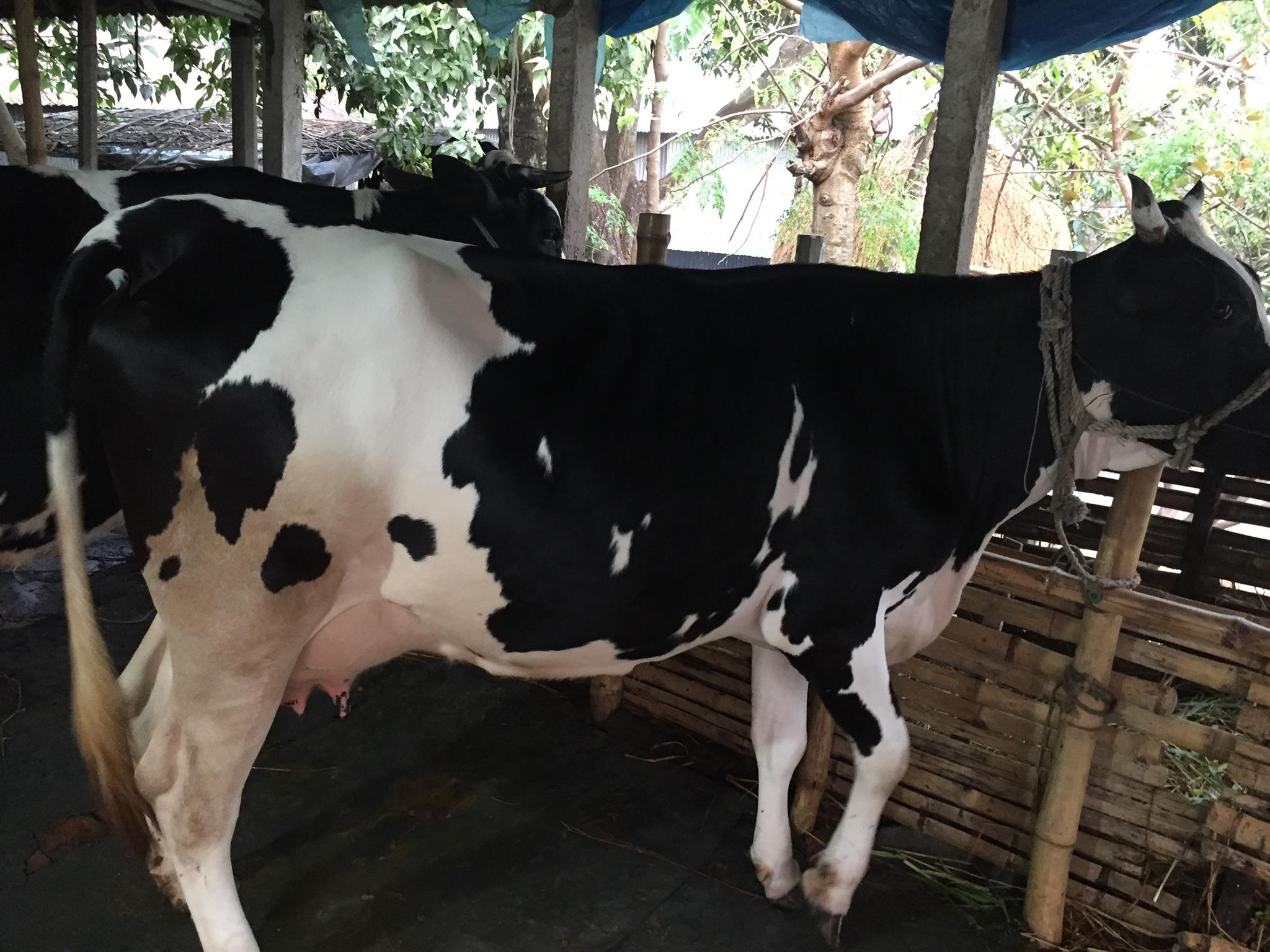 Humayra Dairy Farm | Pabna