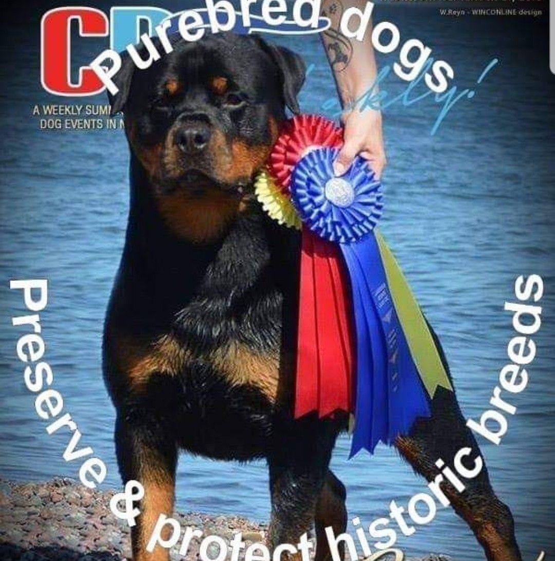 Mount Olympus Rottweilers All-breed Handling - Today at the St. Croix ...