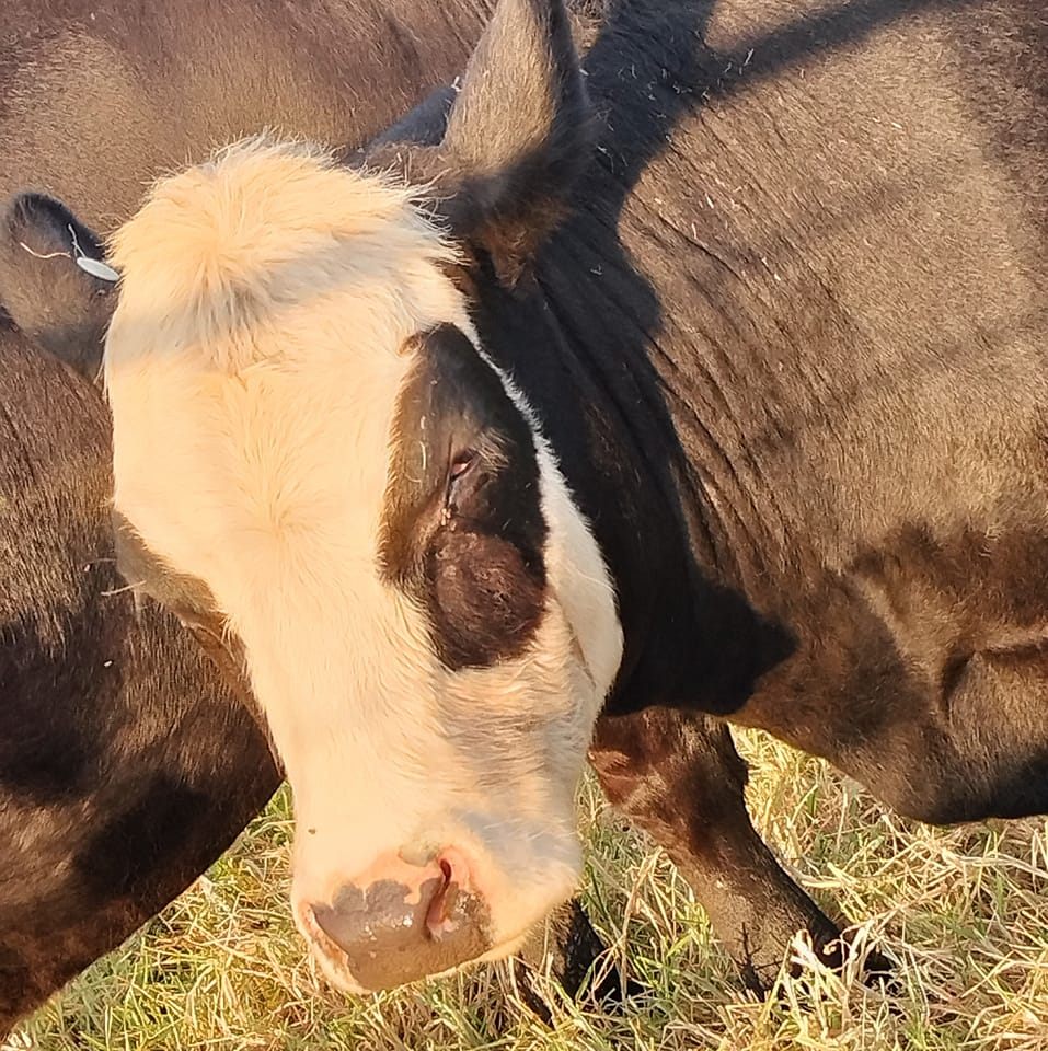 Lord Ord Farm | Clyde VIC