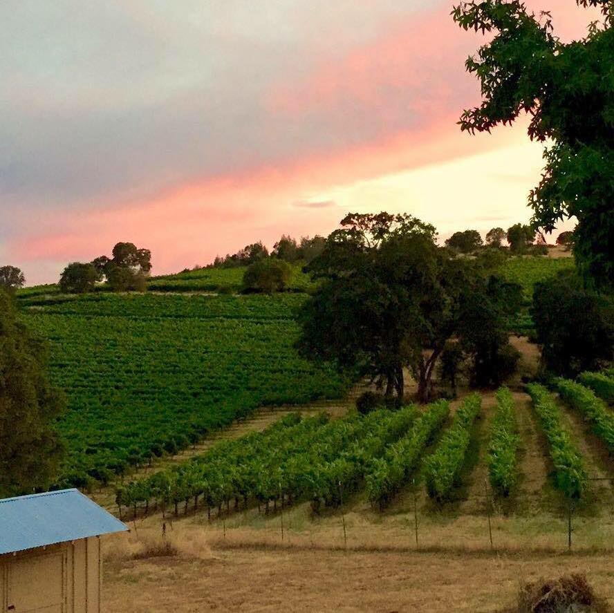 Vineyard View Ranch | Pilot Hill CA