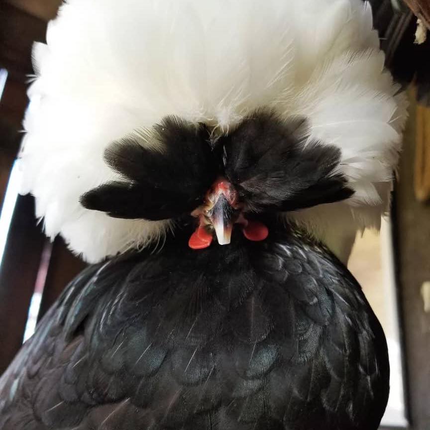 Alamadians | For sale all in native chickens og rhode island red ...