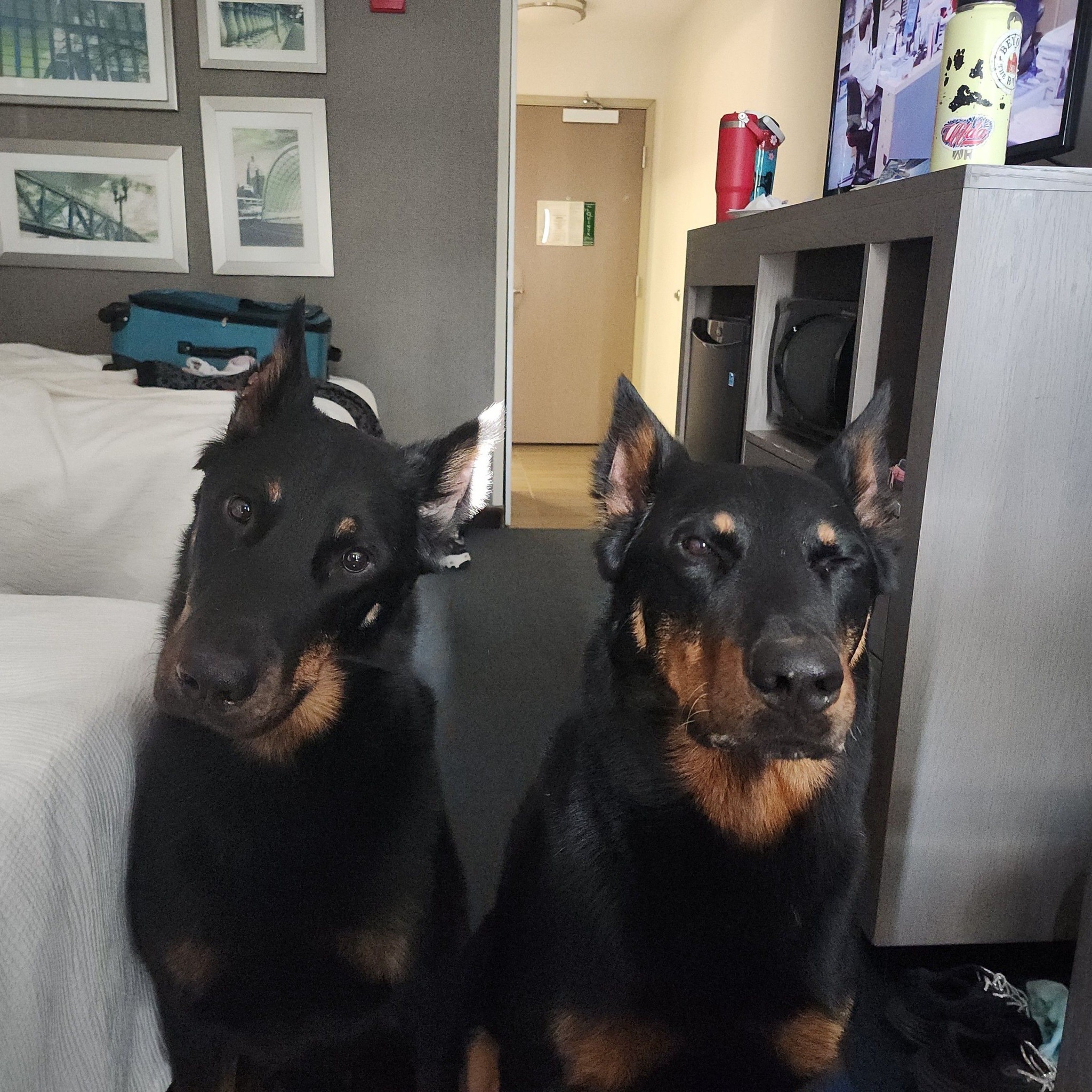 Midwest Ruffland Kennels | Looking for a Large Single Door Whitestone ...