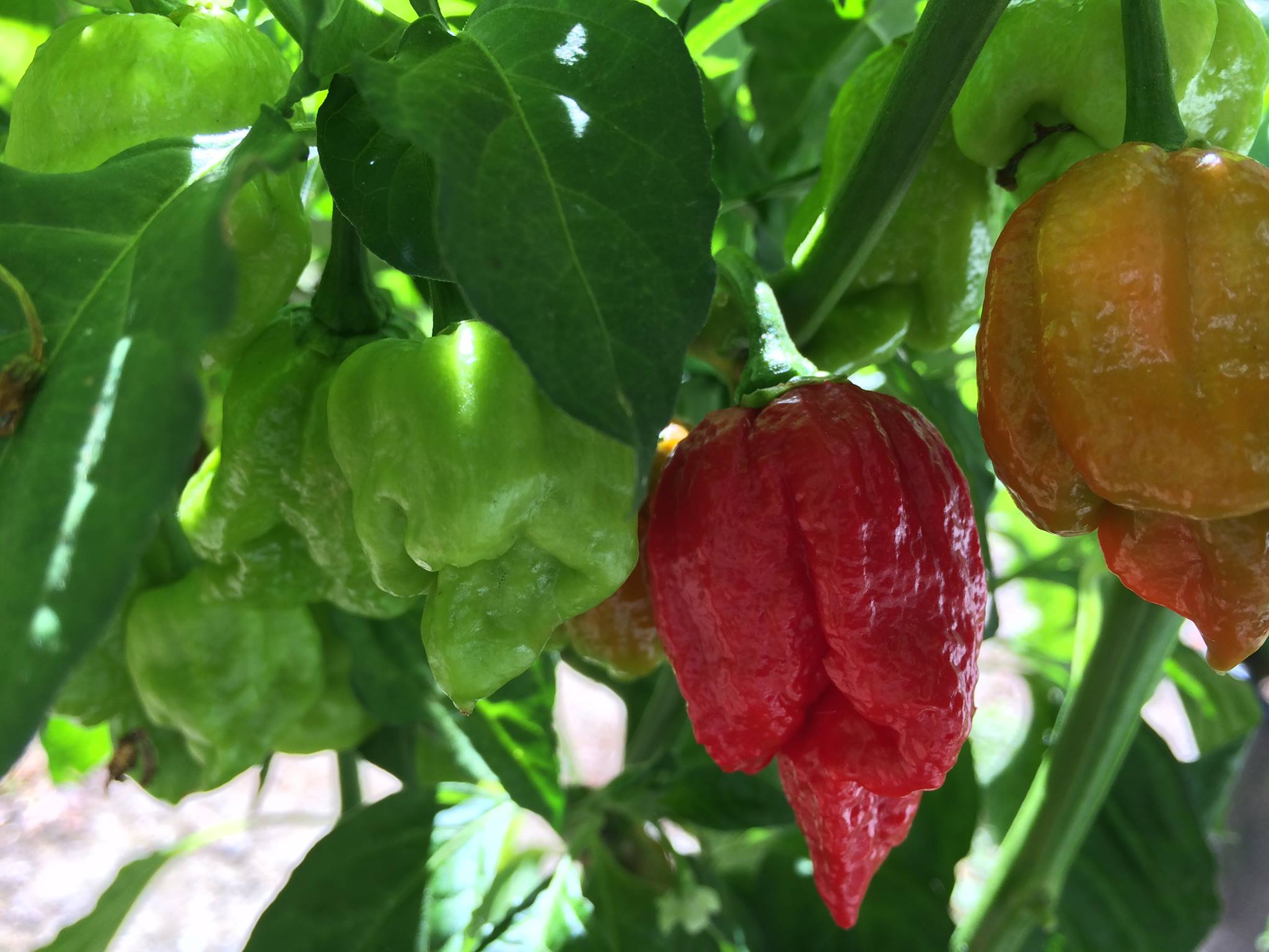 Chilli Chat Hints & Tips