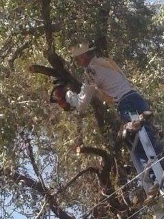 Bernie's Tree Service | Dodge City KS