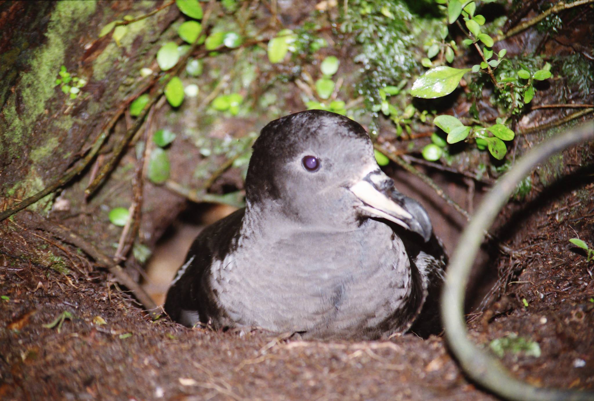 Cook's Petrel Bird of the Year