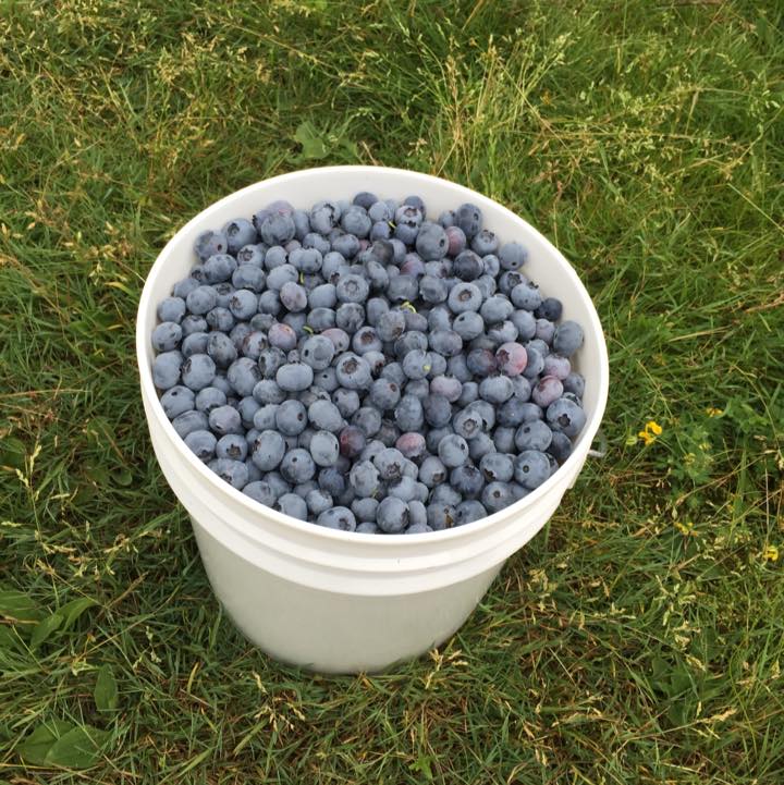 Prairie Berry Farm | Brush Prairie WA