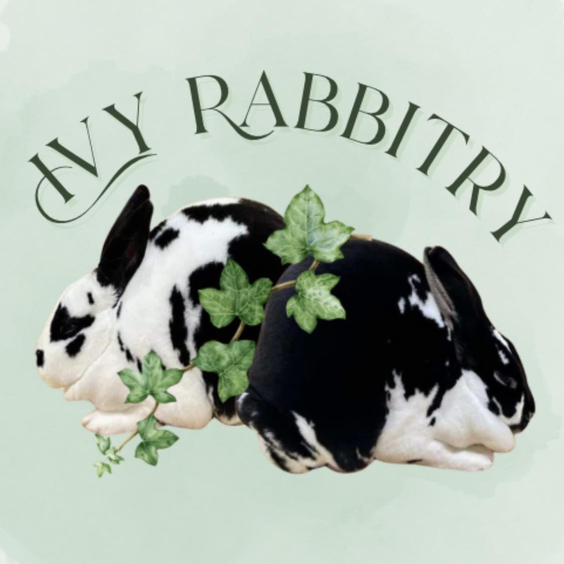 Ivy Rabbitry - 🐰 Ivy Rabbitry Convention S A L E S Info 🐰... | Facebook