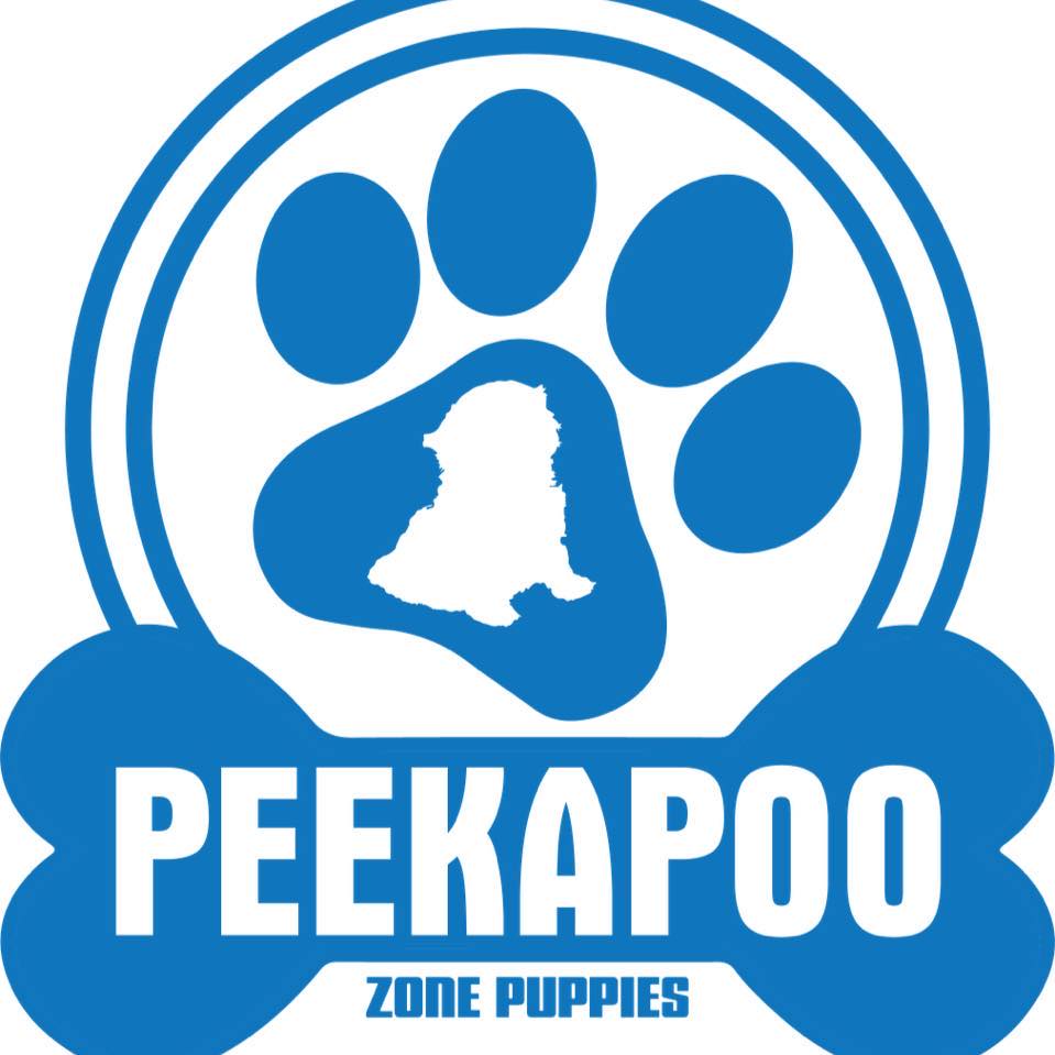 Peekapoo Zone Puppies