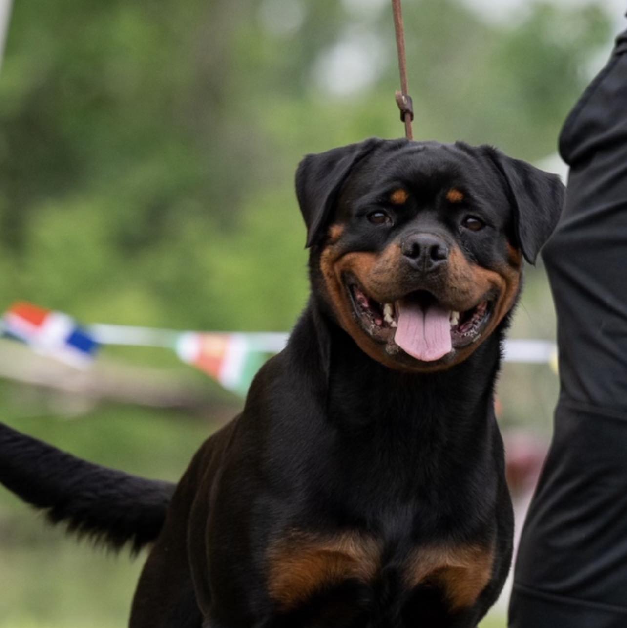 Regal Rottweilers Kennel