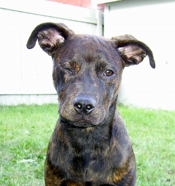 Reba's Pibble Rescue | Calgary AB
