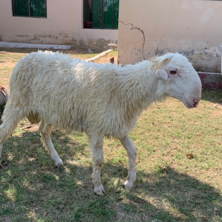 Raees Sheep Farm