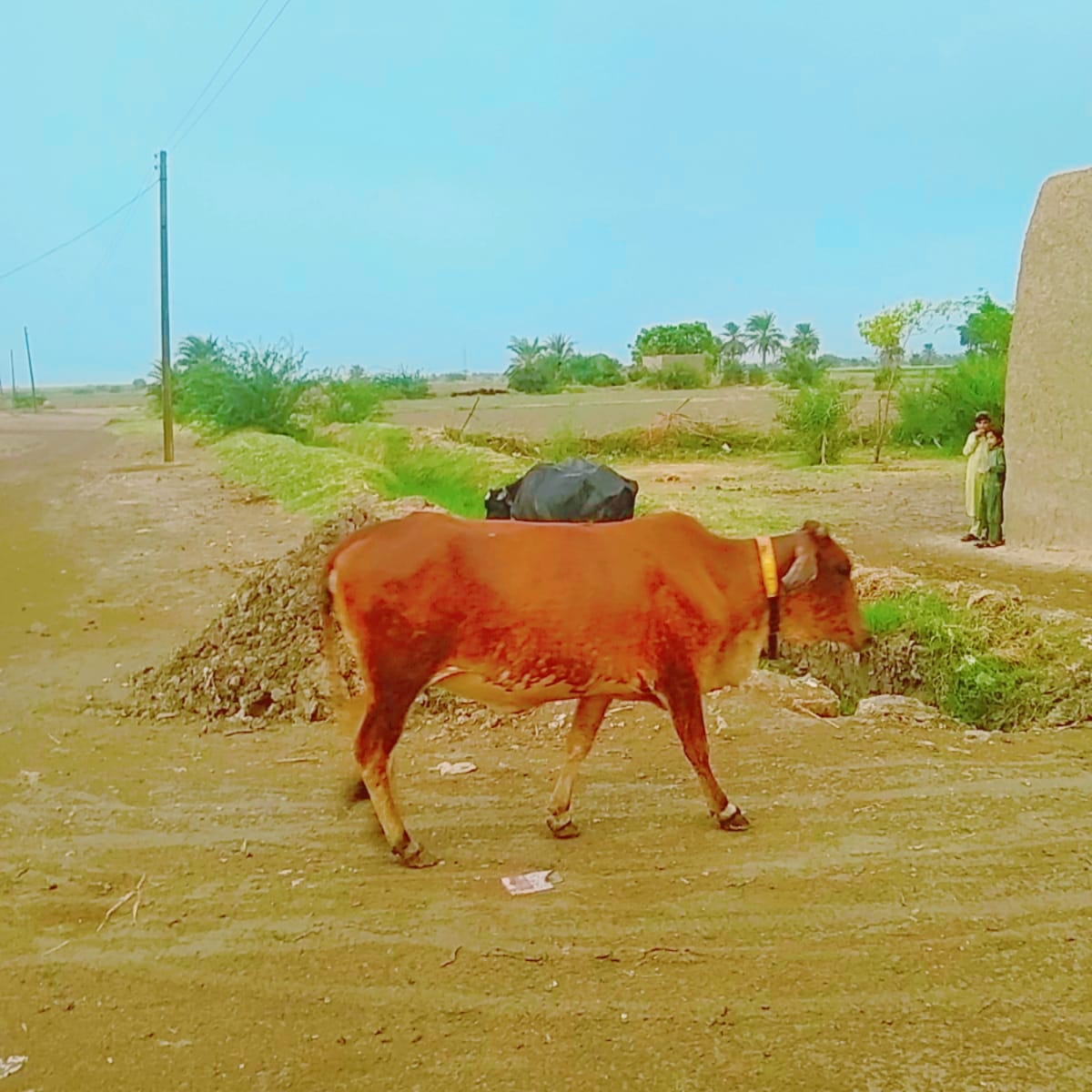 ااحسان پور گلونہ